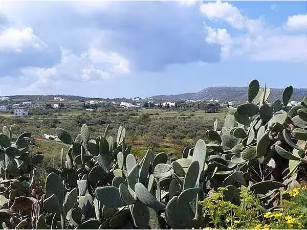 Feigenkaktus Livadi Kythira